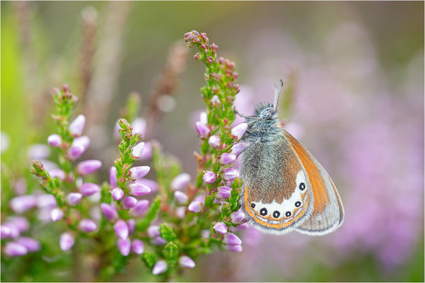 Alpen-Wiesenvögelchen (Coenonympha gardetta), Österreich, Tirol
