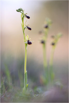 Ophrys passionis, Bouches-du-Rhône