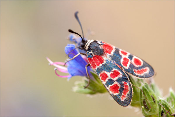 Esparsetten-Widderchen (Zygaena carniolica), Deutschland, Hessen