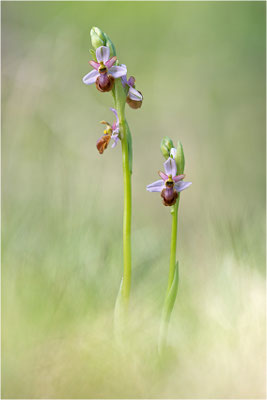 Ophrys aveyronenis × Ophrys araneola