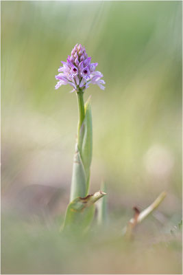 Dreizähniges Knabenkraut (Neotinea tridentata), Dep. Drôme, Frankreich