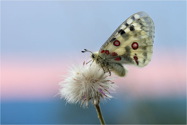 Roter Apollo (Parnassius apollo nivatus), Frankreich, Dep. Jura