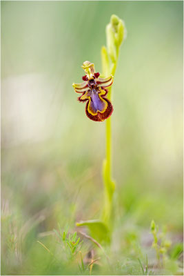 Spiegel-Ragwurz (Ophrys speculum)