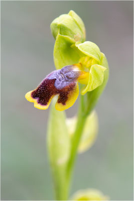 Anmutige Ragwurz (Ophrys lepida)