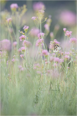Roter Apollo (Parnassius apollo substitutus), Frankreich, Savoyen