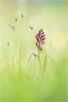 Wanzen-Spitzorchis (Anacamptis coriophora), Dep. Aveyron, Frankreich