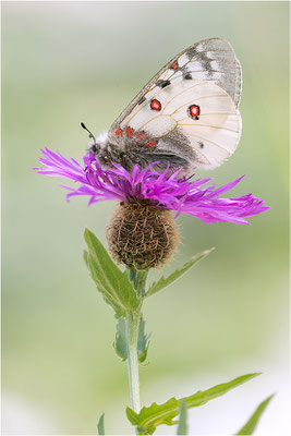 Hochalpen-Apollo (Parnassius sacerdos), Männchen, Italien, Region Aostatal, 2.400m