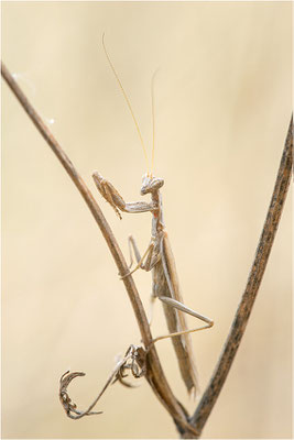 Graue Fangschrecke (Ameles decolor), Männchen, Frankreich, Ardéche