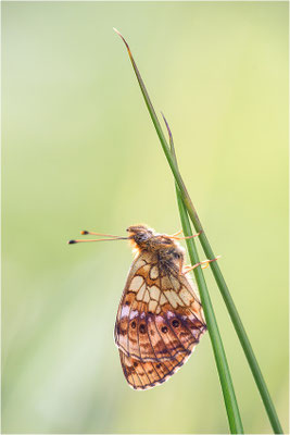 Alpen-Perlmuttfalter (Boloria thore), Schweiz, Kanton Tessin, 1400m