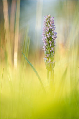 Fleischfarbene Fingerwurz (Dactylorhiza incarnata), Deutschland, Baden-Württemberg