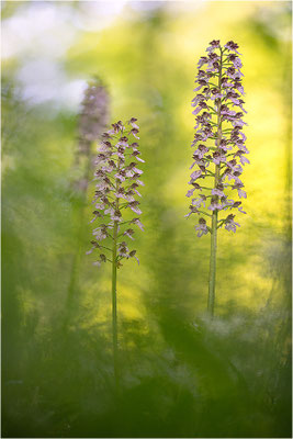Purpur-Knabenkraut (Orchis purpurea), Deutschland, Baden-Württemberg