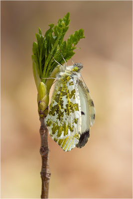 Aurorafalter (Anthocharis cardamines), Weibchen, Deutschland, Baden-Württemberg