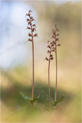 Kleines Zweiblatt (Listera cordata), Gotland, Schweden