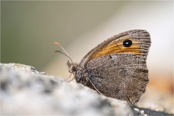 Kleines Ochsenauge (Hyponophele lycaon), Frankreich, Dep. Savoie