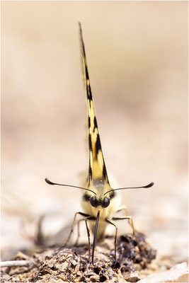Segelfalter (Iphiclides podalirius), Frankreich, Drôme