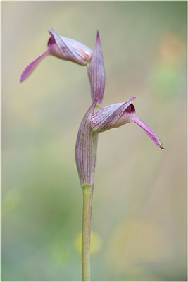 Einschwieliger Zungenstendel (Serapias lingua), Korsika