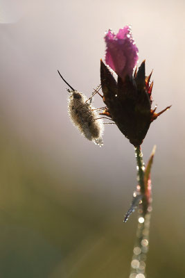 Kleiner Wollschweber (Bombylius minor), Deutschland, Baden-Württemberg