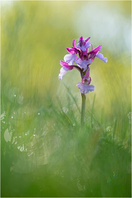Anacamptis papilionacea expansa