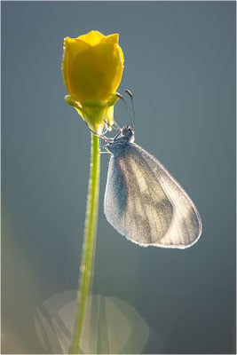 Tintenfleck-Weißling (Leptidea sinapis bzw. juvernica), Deutschland, Baden-Württemberg