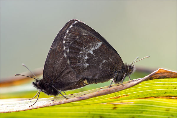 Weißbindiger Bergwald-Mohrenfalter (Erebia euryale), Paarung, Italien, Region Aostatal, 2000m