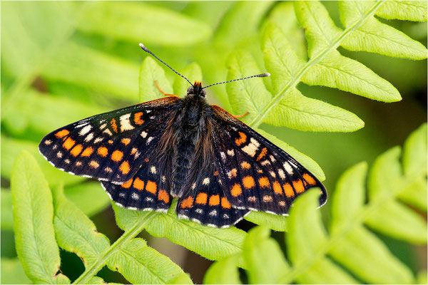 Eschen-Scheckenfalter (Euphydryas maturna), Schweden, Örebro län