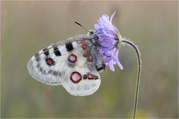Roter Apollo (Parnassius apollo lithographicus), Deutschland, Oberbayern