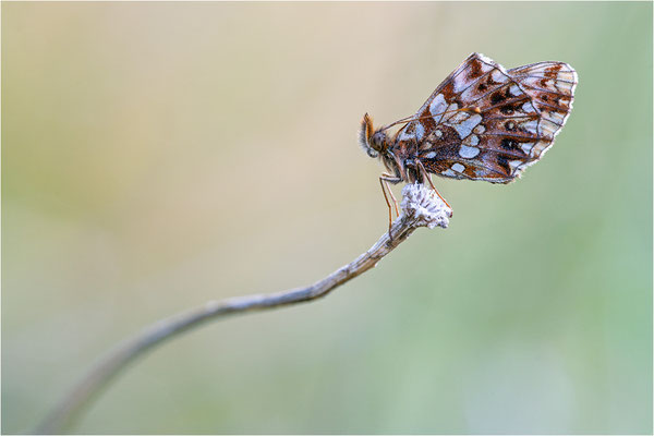 Magerrasen-Perlmuttfalter (Boloria dia), Frankreich, Isere