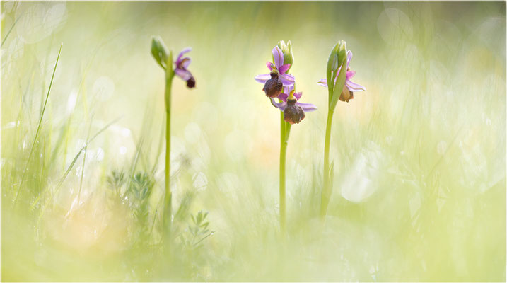 Ophrys aveyronensis