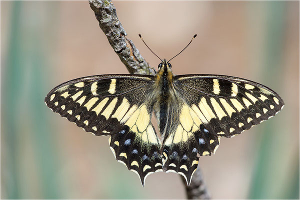 Korsischer Schwalbenschwanz (Papilio hospiton), Männchen, Frankreich, Zentralkorsika