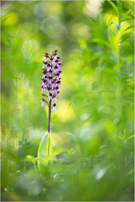 Purpur-Knabenkraut (Orchis purpurea), Deutschland, Baden-Württemberg