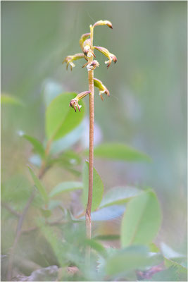 Korallenwurz (Corallorhiza trifida), Schweden, Norrbotten