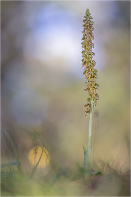 Ohnsporn (Orchis anthropophora), Frankreich, Drôme