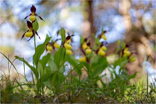 Gelber Frauenschuh (Cypripedium calceolus), Schweden, Gotland