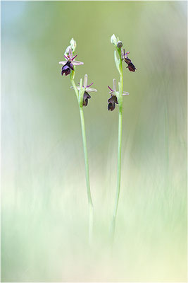 Ophrys x royanensis (=drumana x insectifera), Frankreich, Dep. Drôme