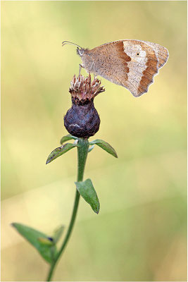Großes Ochsenauge (Maniola jurtina), Weibchen, Deutschland, Baden-Württemberg