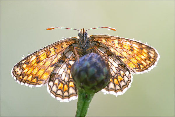 Östlicher Scheckenfalter (Melitaea britomartis), Deutschland, Bayern