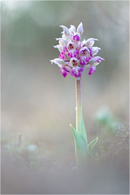 Milchweißes Knabenkraut (Neotinea lactea), Dep. Var, Frankreich