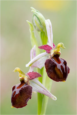 Moris Ragwurz (Ophrys morisii)