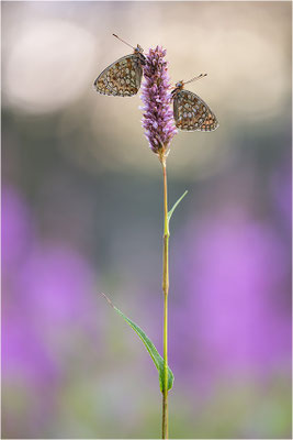 Stiefmütterchen-Perlmutterfalter (Argynnis niobe), Italien, Region Aostatal, 2000m