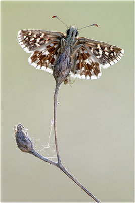 Kleiner Südlicher Würfel-Dickkopffalter (Pyrgus malvoides), Frankreich, Dep. Isere