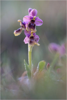 Ophrys tenthredinifera