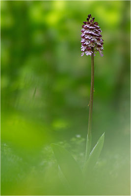 Purpur-Knabenkraut (Orchis purpurea), Deutschland, Baden-Württemberg
