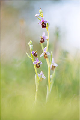 Ophrys fuciflora