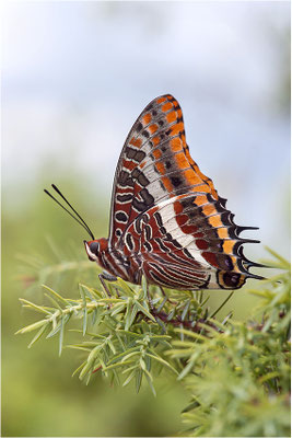 Erdbeerbaumfalter (Charaxes jasius), Frankreich, Ardèche