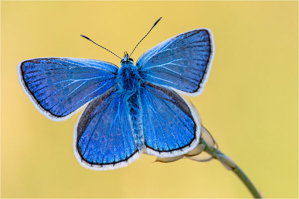 Eschers Bläuling (Polyommatus escheri), Männchen, Frankreich, Dep. Aveyron