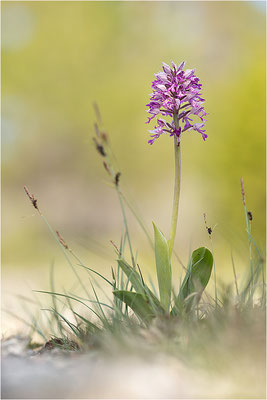 Helm-Knabenkraut (Orchis militaris), Schweden, Farö