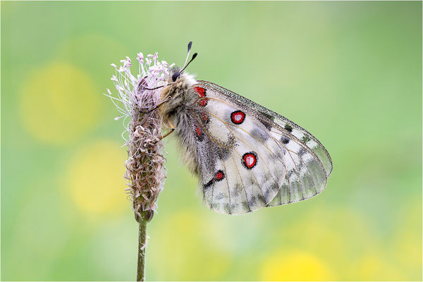 Roter Apollo (Parnassius apollo antijesuitus), Spanien, Provinz Lleida