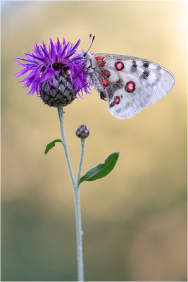 Roter Apollo (Parnassius apollo leovigildus), Frankreich, Dep. Alpes-de-Haute-Provence