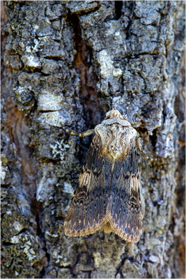 Agrotis puta