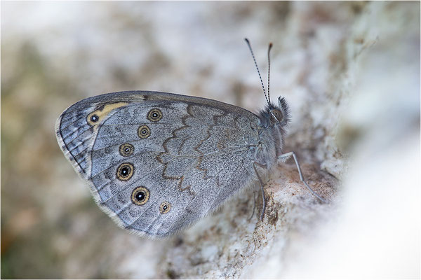 Braunauge (Lasiommata maera), Schweiz, Kt. Freiburg